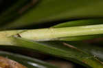 European woodland sedge